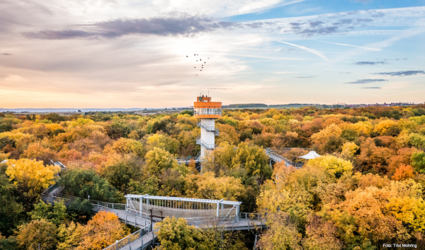 Baumkronenpfad im Nationalpark Hainich