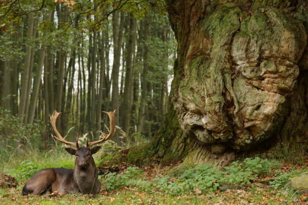 Damhirsch Knusteich