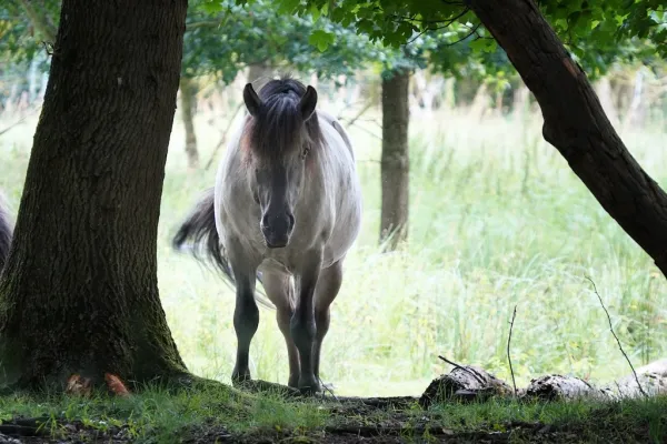 Konik