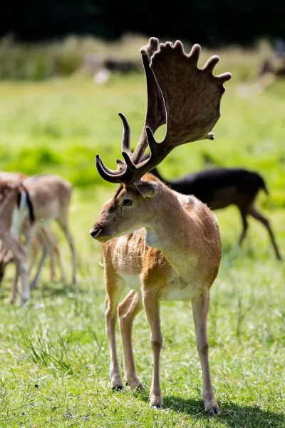 Damhirsch