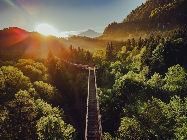 Baumkronenweg Ziegelwies