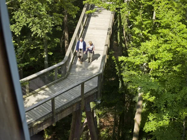 Baumwipfelpfad Bayerischer Wald