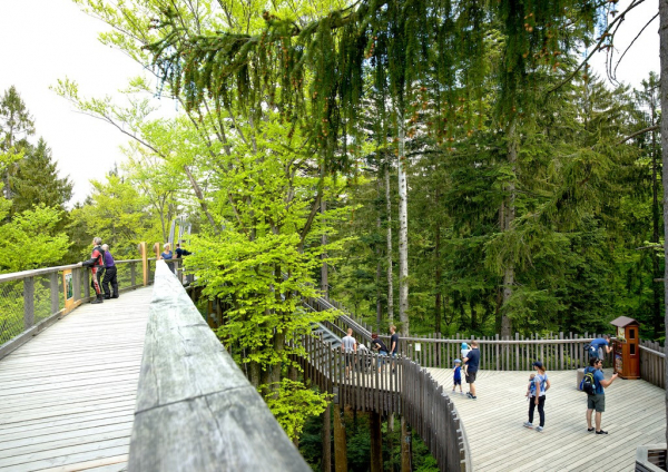 Baumwipfelpfad Bayerischer Wald