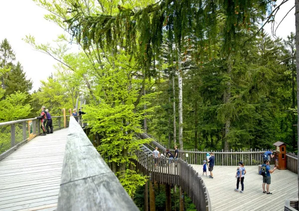 Baumwipfelpfad Bayerischer Wald