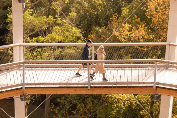 Baumwipfelpfad Beyond the Trees Avondale - Irland