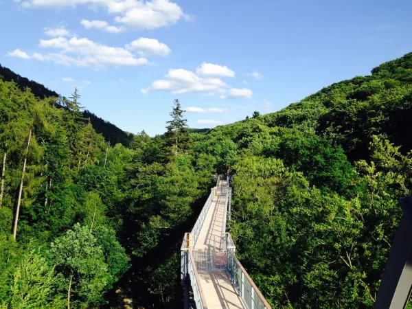 Blick ins Kalte Tal Baumwipfelpfad Harz