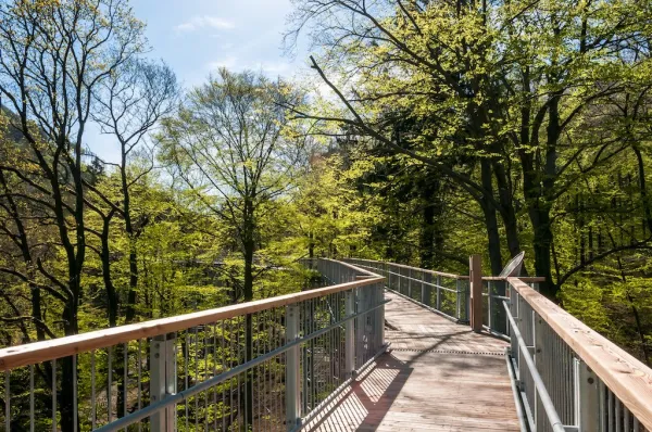 Baumwipfelpfad Harz Frühling