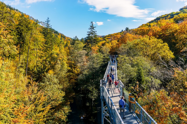 Baumwipfelpfad Harz Herbst