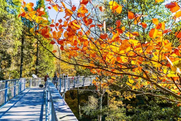 Baumwipfelpfad Harz Herbst
