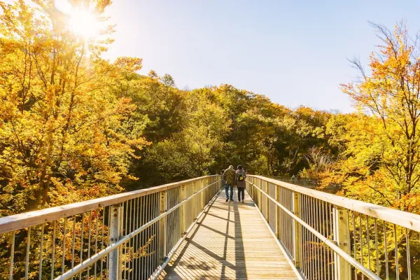 Baumwipfelpfad Harz Herbst