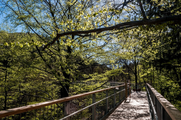 Baumwipfelpfad Harz