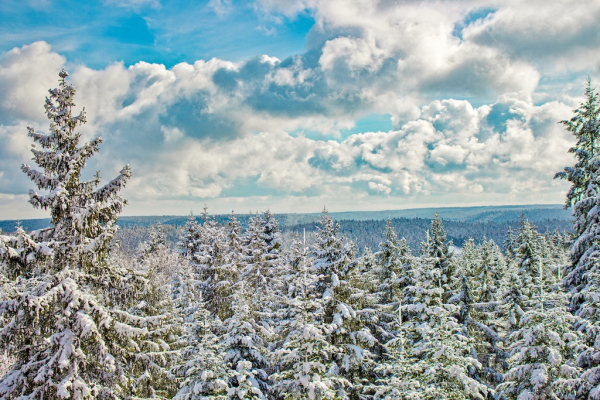 Baumwipfelpfad Schwarzwald in Bad Wildbad