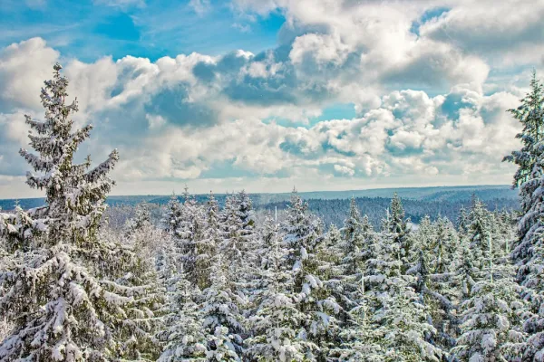 Baumwipfelpfad Schwarzwald in Bad Wildbad