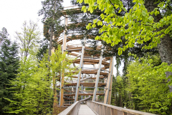 Baumwipfelpfad Schwarzwald in Bad Wildbad