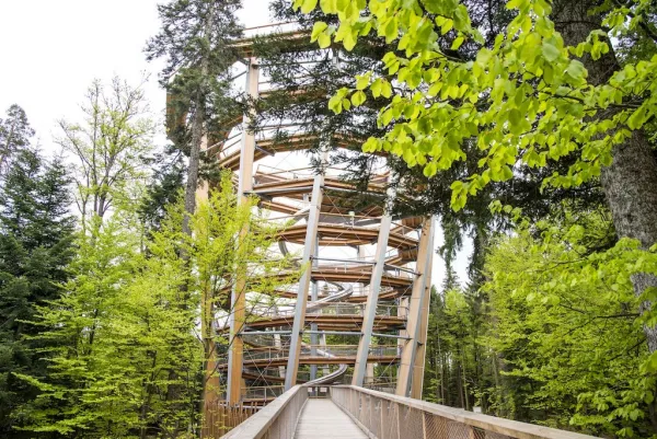 Baumwipfelpfad Schwarzwald in Bad Wildbad