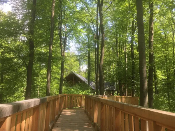 Baumwipfelpfad Bad Camberg