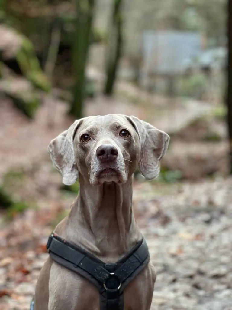 Geocaching mit Hund - Spürnase auf Tour