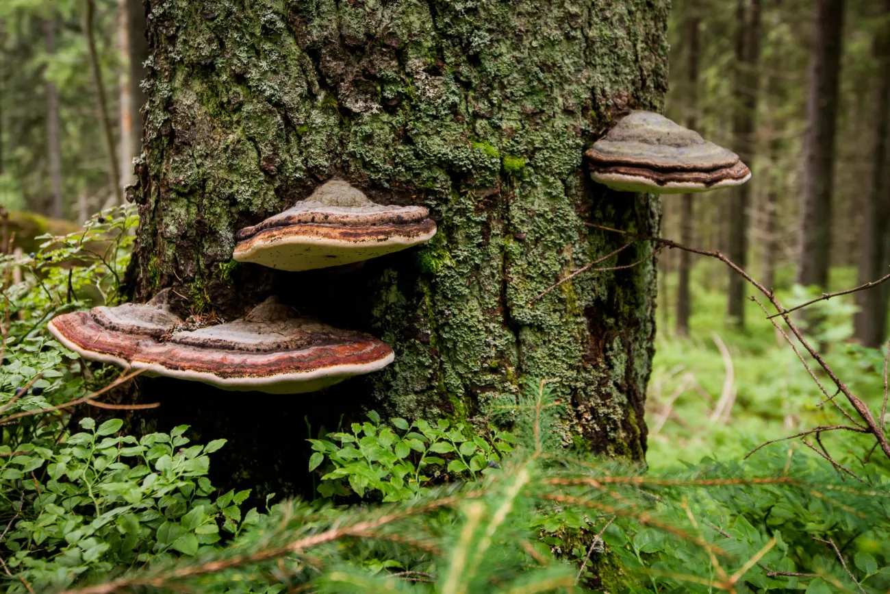 ktionswoche Pilze - Praxisworkshop Zunderschwamm