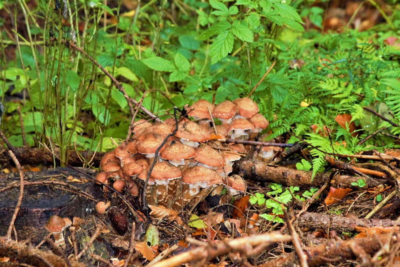 Landschaft schmeckt – Pilzwanderung durch die Prora