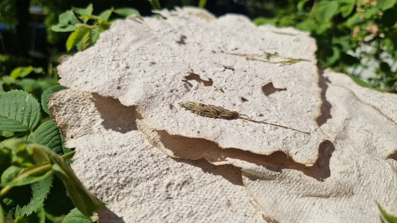 Aktionswoche Pilze - Handwerkstatt: Papier aus Pilzen herstellen